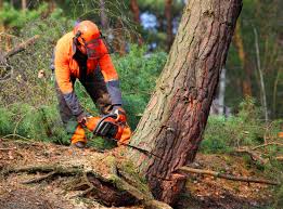 Lawn Watering Services in Ross, CA