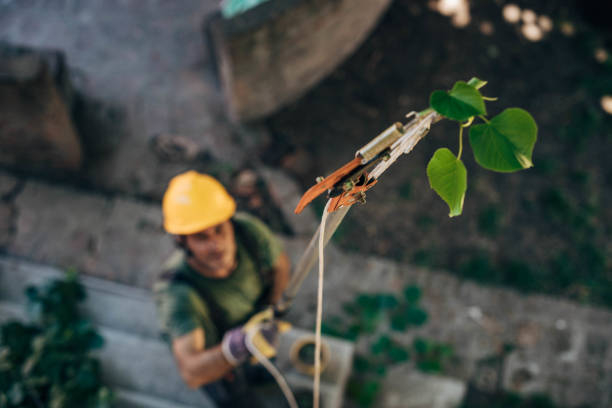 Mulching Services in Ross, CA