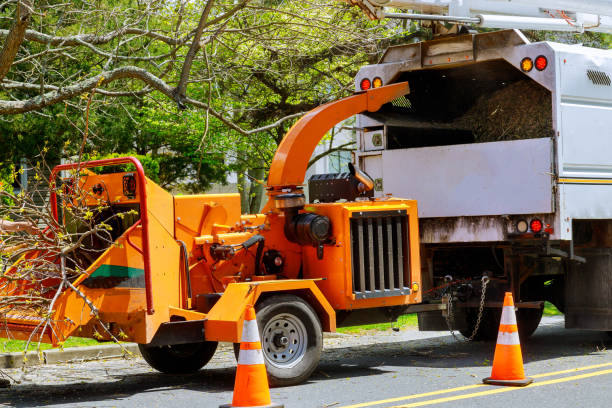 How Our Tree Care Process Works  in  Ross, CA