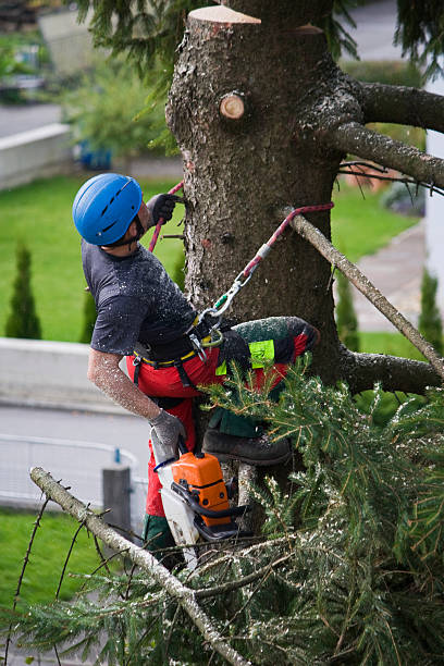 Professional Tree Services in Ross, CA